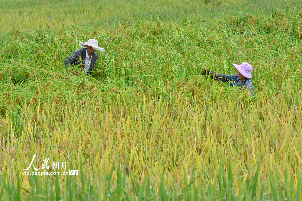 貴州盤州：新民萬畝梯田生態紅米豐收在望【7】