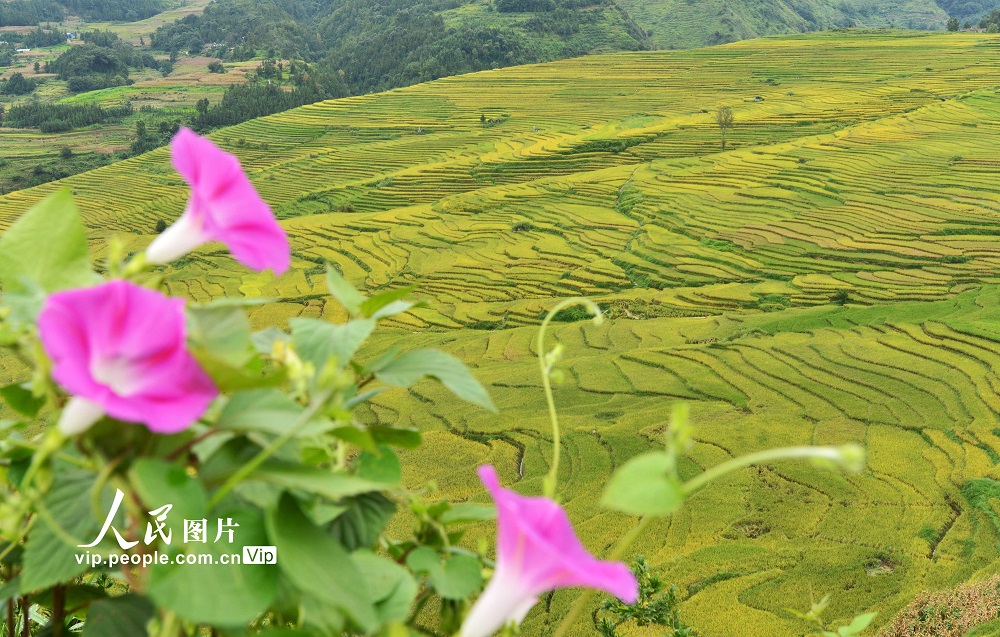 貴州盤州：新民萬畝梯田生態紅米豐收在望【11】