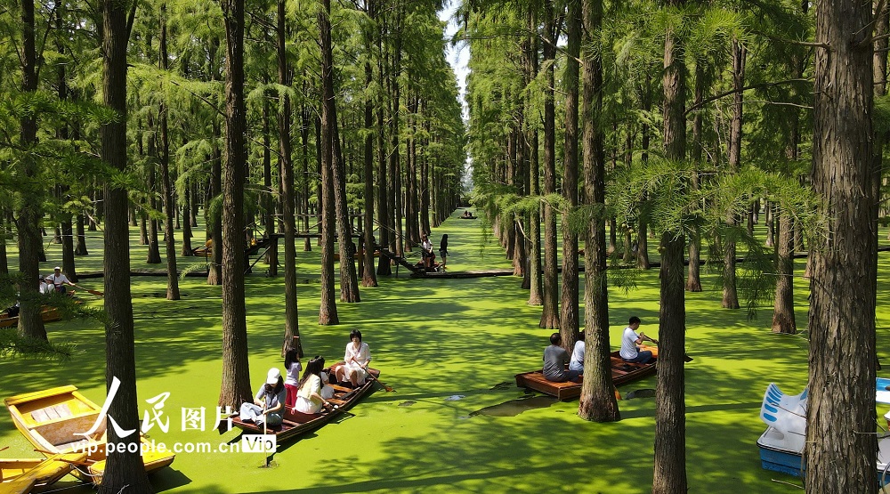 江蘇揚州：“水上森林”畫中游