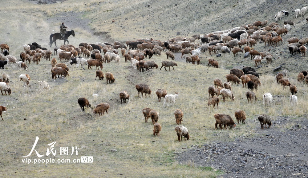 新疆北塔山牧場：秋季牧場畜群膘肥體壯【4】
