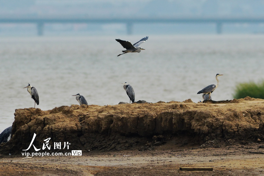 成群候鳥遷回青島膠州灣國家級海洋公園