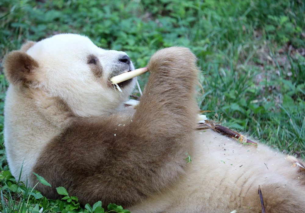 9月17日，“七仔”在位于陕西西安的秦岭大熊猫研究中心吃竹笋。