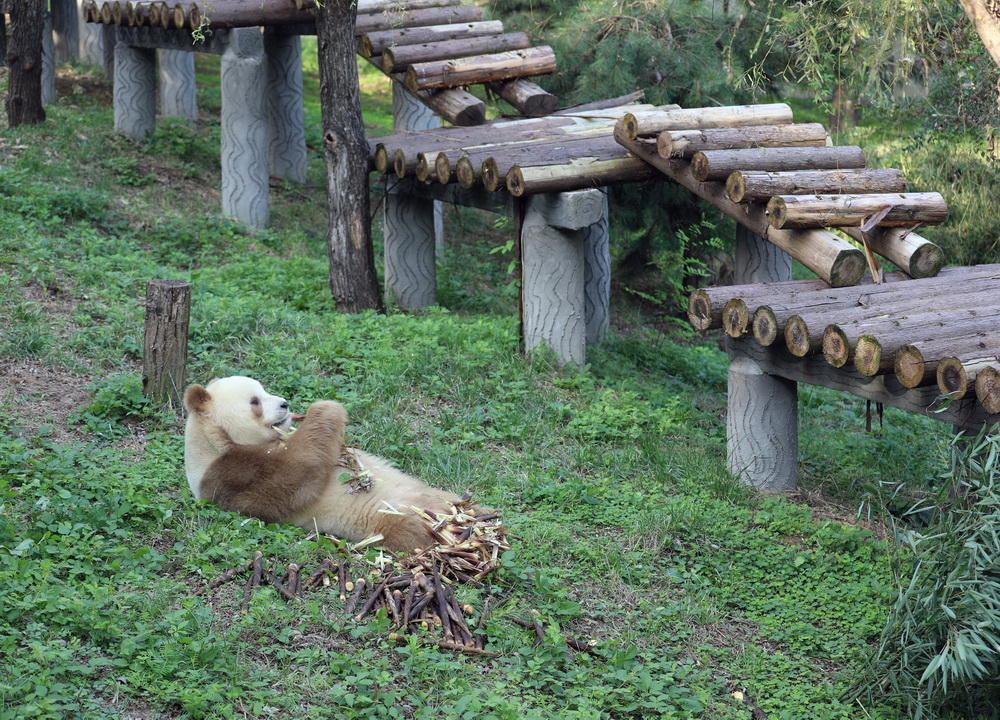 9月17日，“七仔”在位於陝西西安的秦嶺大熊貓研究中心吃竹筍。