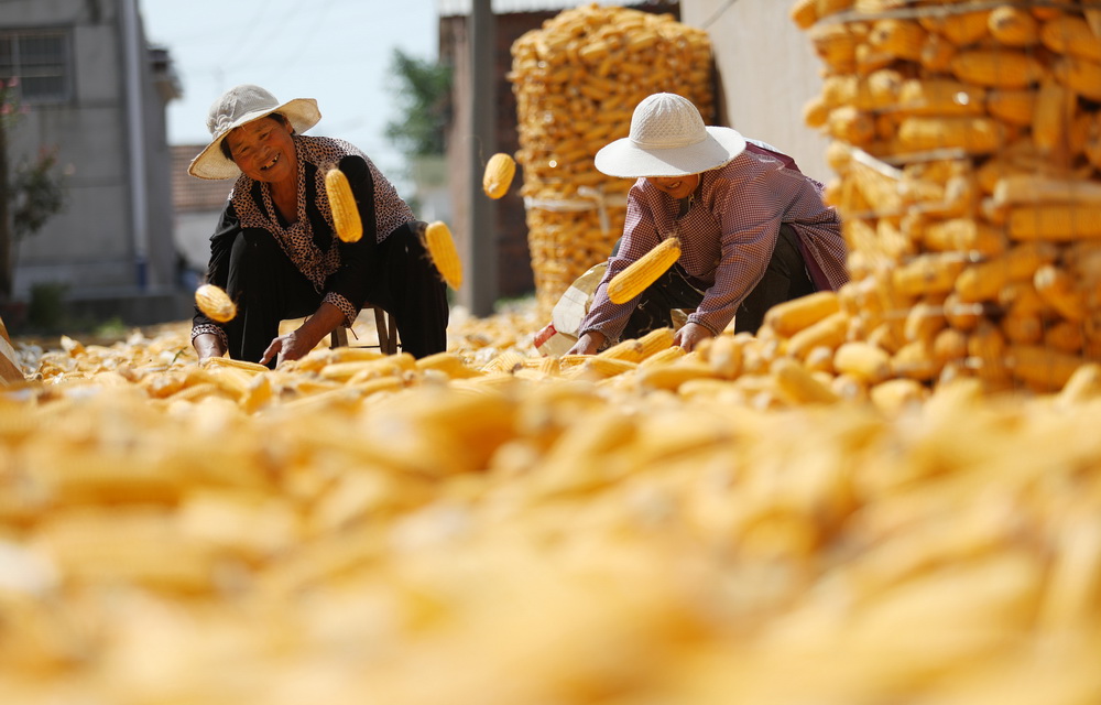 9月20日，山東省郯城縣郯城街道三井村村民整理收獲的玉米。新華社發（張春雷 攝）