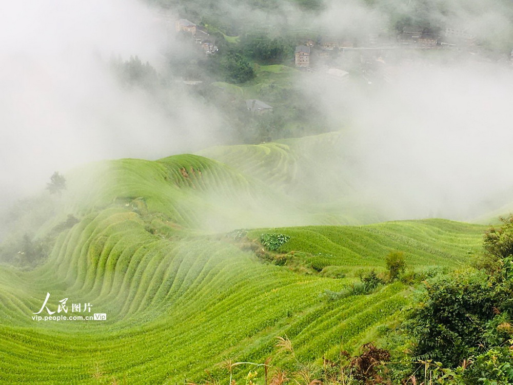 桂林：霧中龍脊梯田如仙境