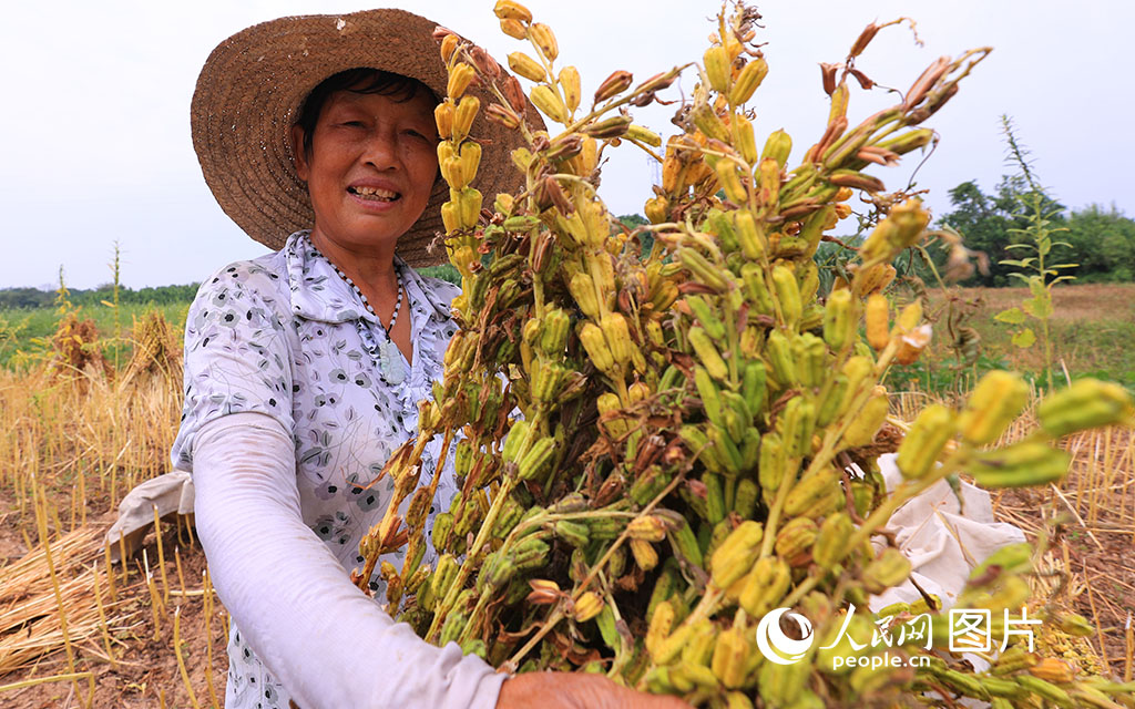 2020年9月4日，在江西省吉安市泰和县马市镇武溪村，农民正在田间采收芝麻，助力增收。邓和平/摄