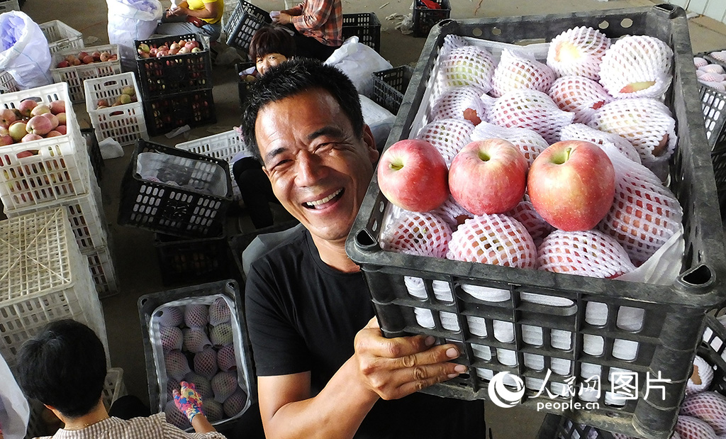 2020年9月12日，山西运城市万荣县皇甫乡周家村果农苹果经纪人陈英（右）在加紧给电商搬运装箱的红星苹果。 高新生/摄