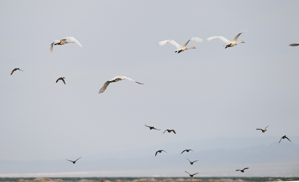 9月23日，白天鵝在烏倫古湖國家濕地公園上空飛翔。