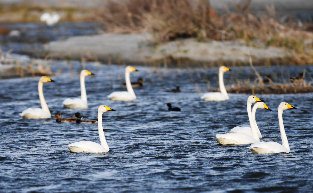 9月23日，幾隻白天鵝在烏倫古湖國家濕地公園覓食。