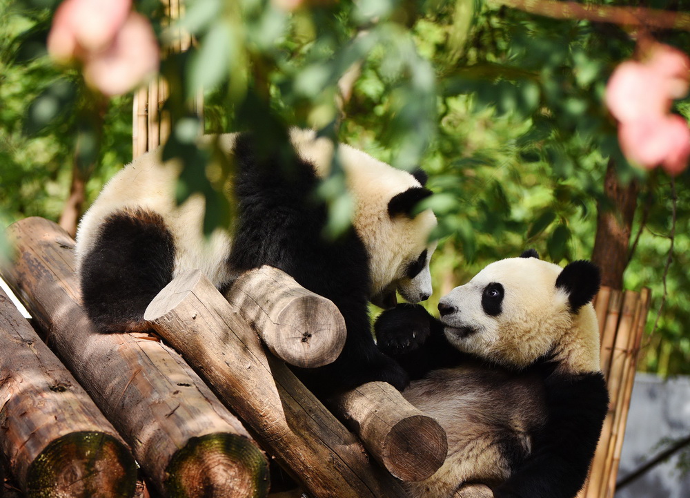 9月23日，大熊貓在秦嶺大熊貓研究中心嬉戲。