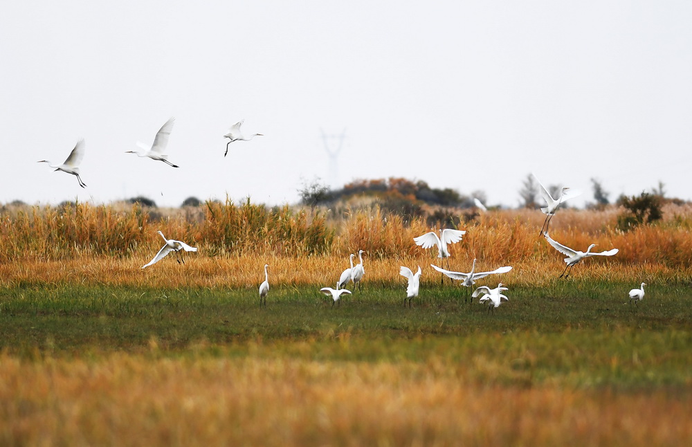 9月24日，一群水鳥在新疆阿勒泰科克蘇濕地國家級自然保護區內飛翔。