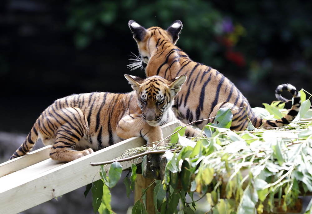 這是9月28日拍攝的長隆野生動物世界的華南虎雙胞胎。
