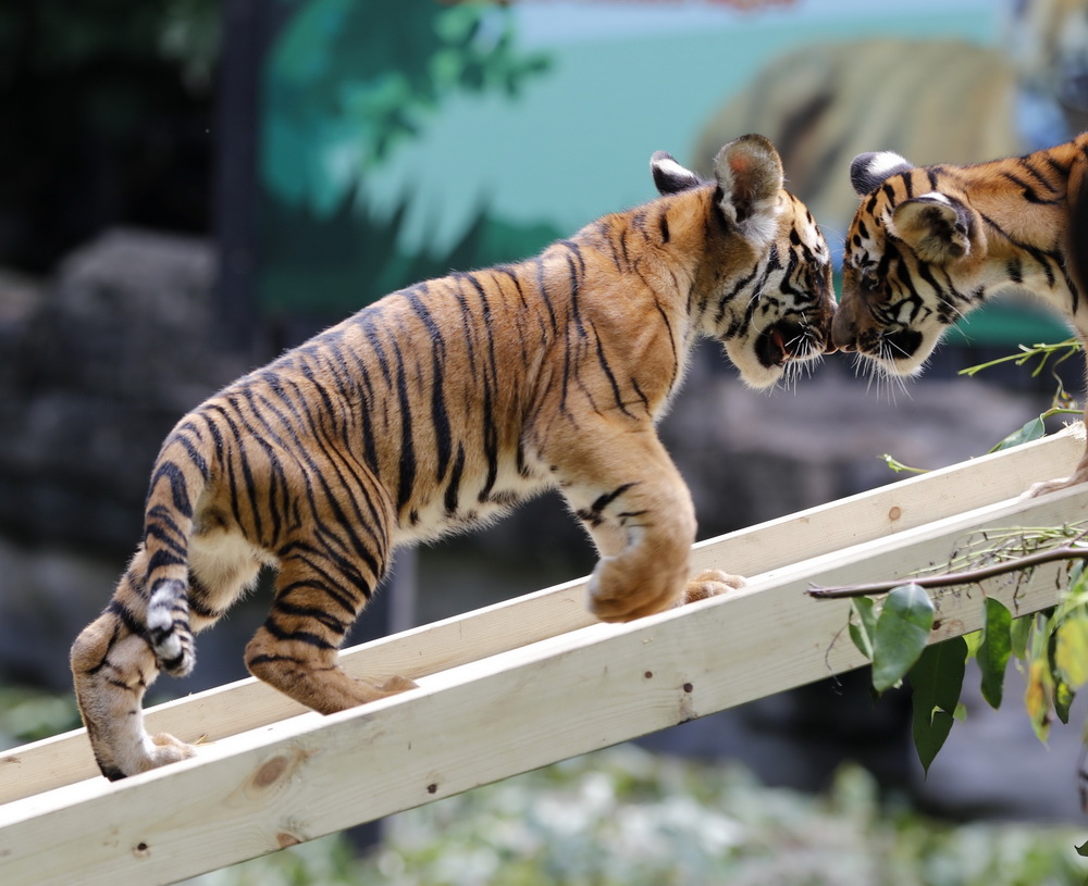 這是9月28日拍攝的長隆野生動物世界的華南虎雙胞胎。
