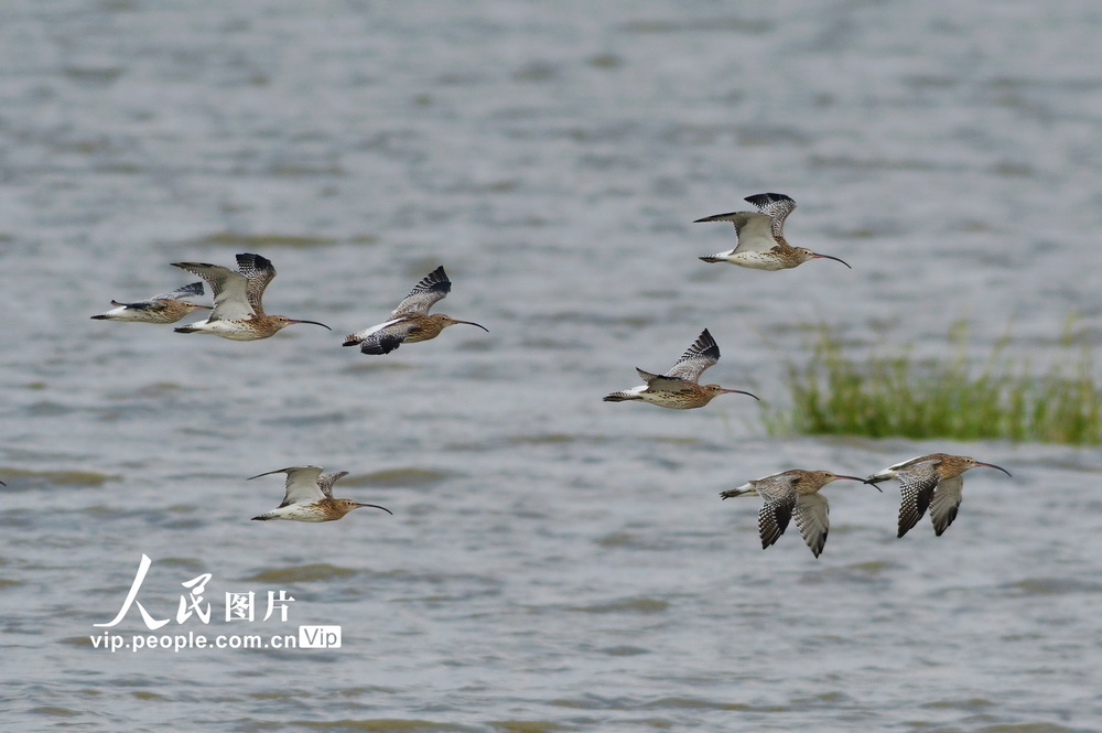 9月29日，大杓鷸在青島市城陽區河套灘涂上巡游覓食。