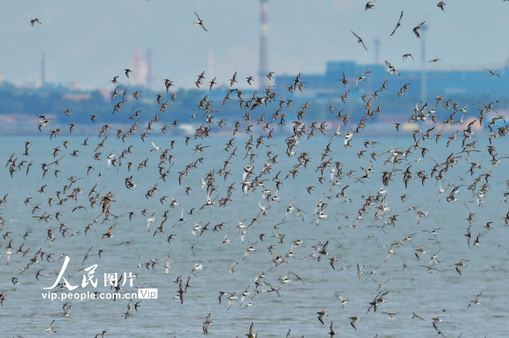 9月29日，在青島市城陽區河套灘涂上，數量龐大的鸻鷸類候鳥翱翔，場面壯觀。