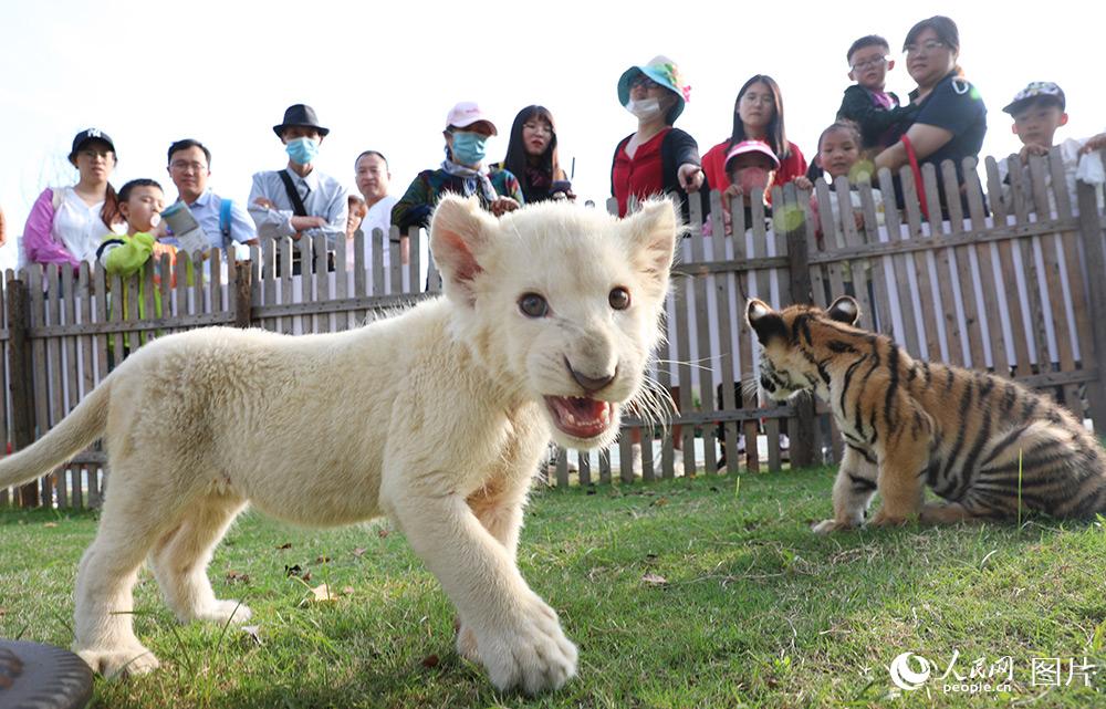 10月1日，白獅幼崽首次在南通森林野生動物園亮相。