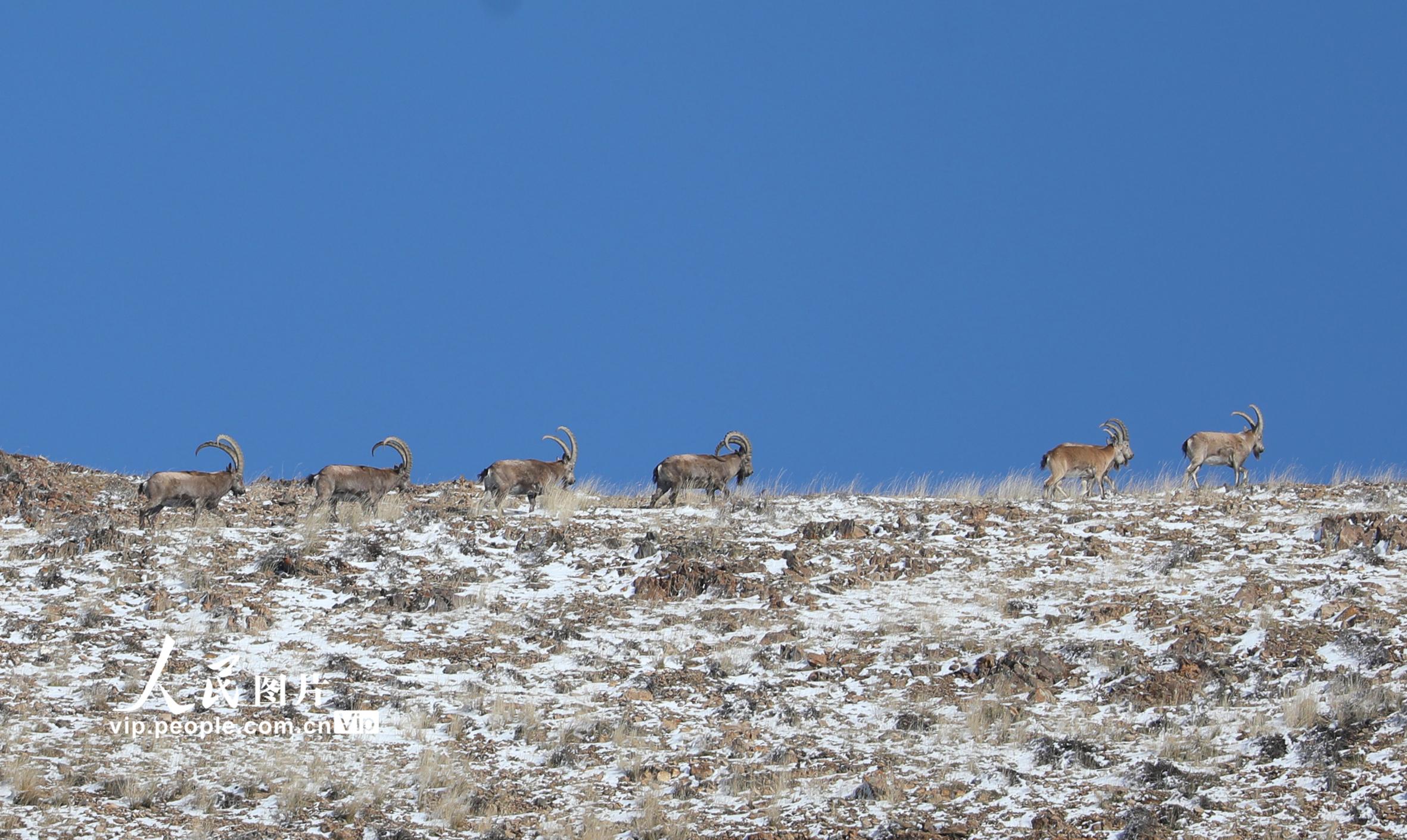 �½����ݣ�����ֻ����ɽ�����ɽ�� ׳�۳����������