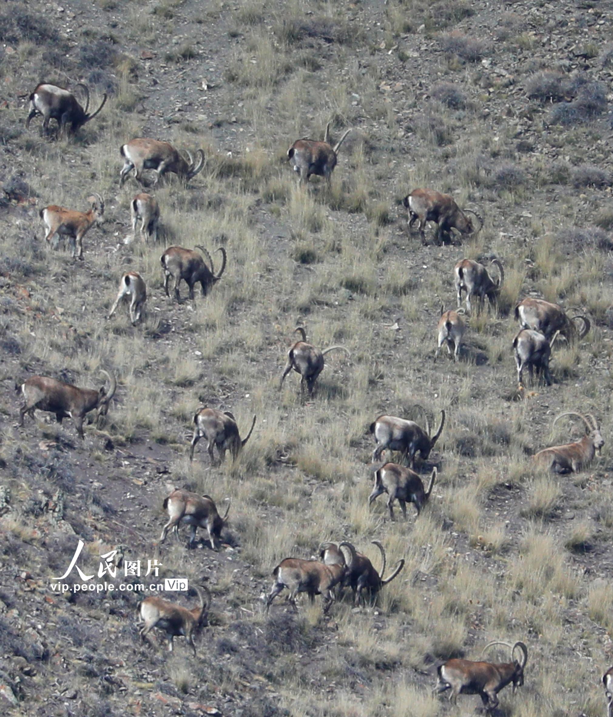 �½����ݣ�����ֻ����ɽ�����ɽ�� ׳�۳������������2��