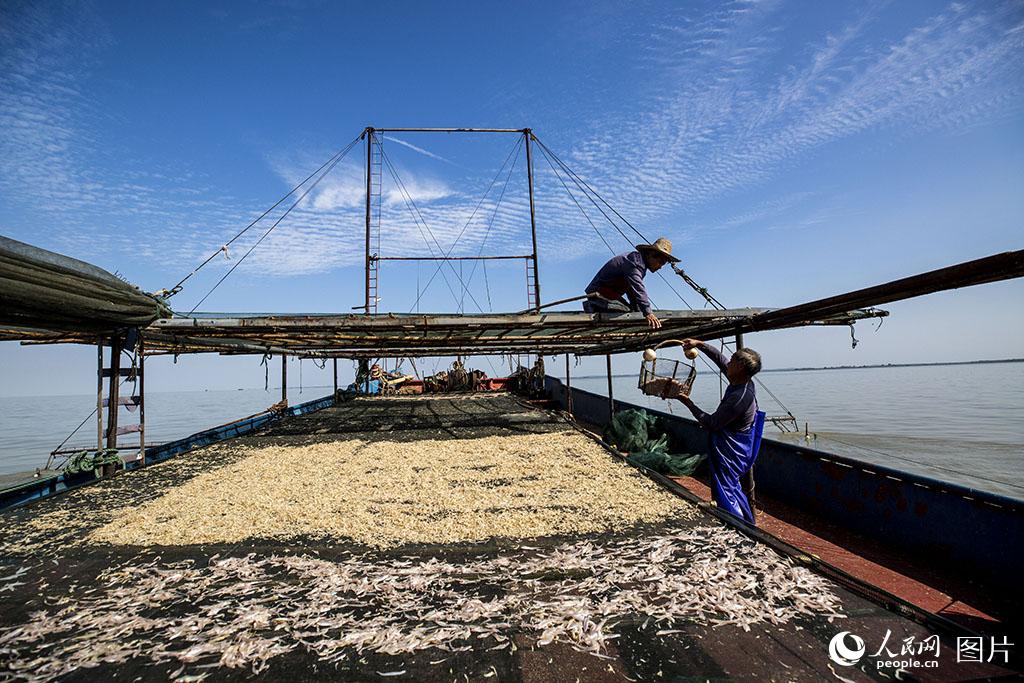 10月9日，泗洪縣上塘鎮漁民在洪澤湖水面進行最后一天捕撈。許昌亮/攝
