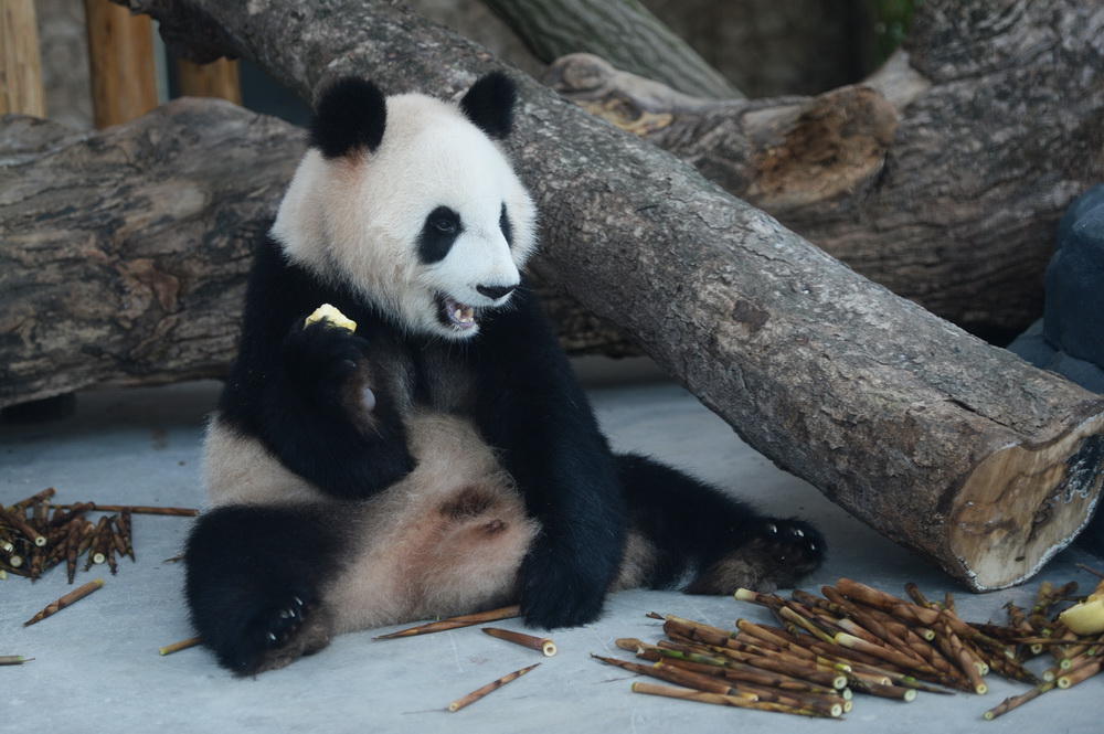 10月10日，大熊貓“大美”在長沙生態動物園進食。