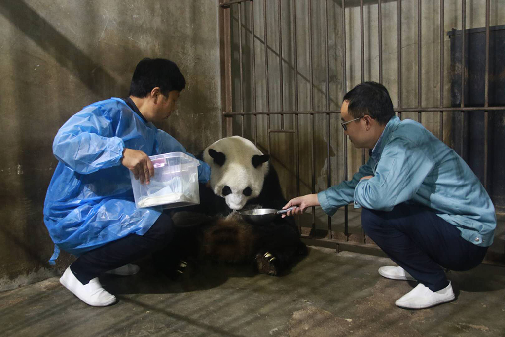 10��11�գ�����Ա׼���Ӵ���è���黳��ȡ�����С�   �»��緢������� �㣩