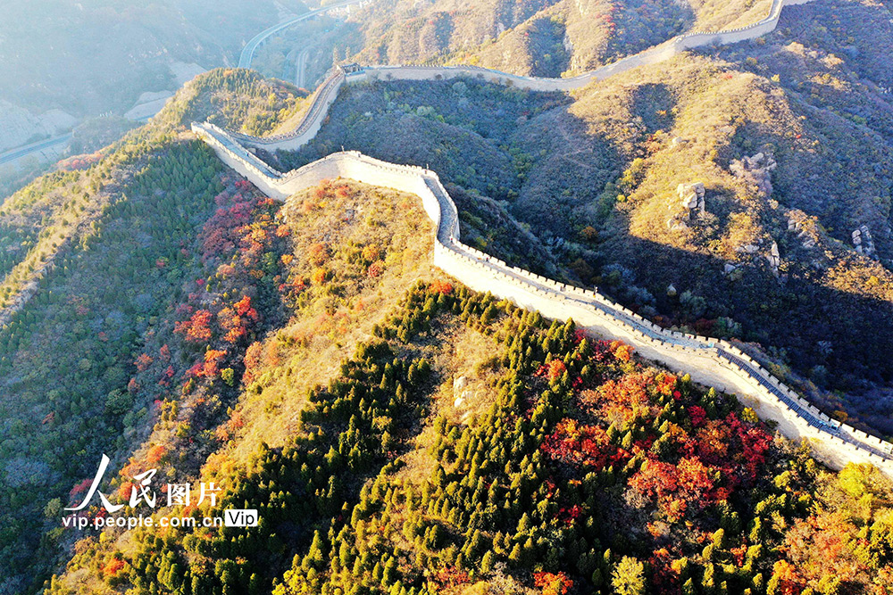 北京：八達嶺長城迎最美秋色 萬山紅遍層林盡染【3】