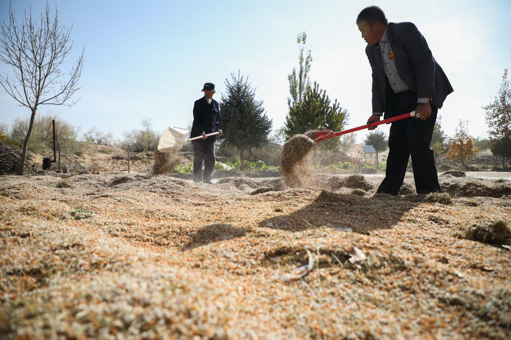 在武威市凉州区长城镇红水村，王天昌（左）和儿子王银吉晾晒花棒种子（10月23日摄）。