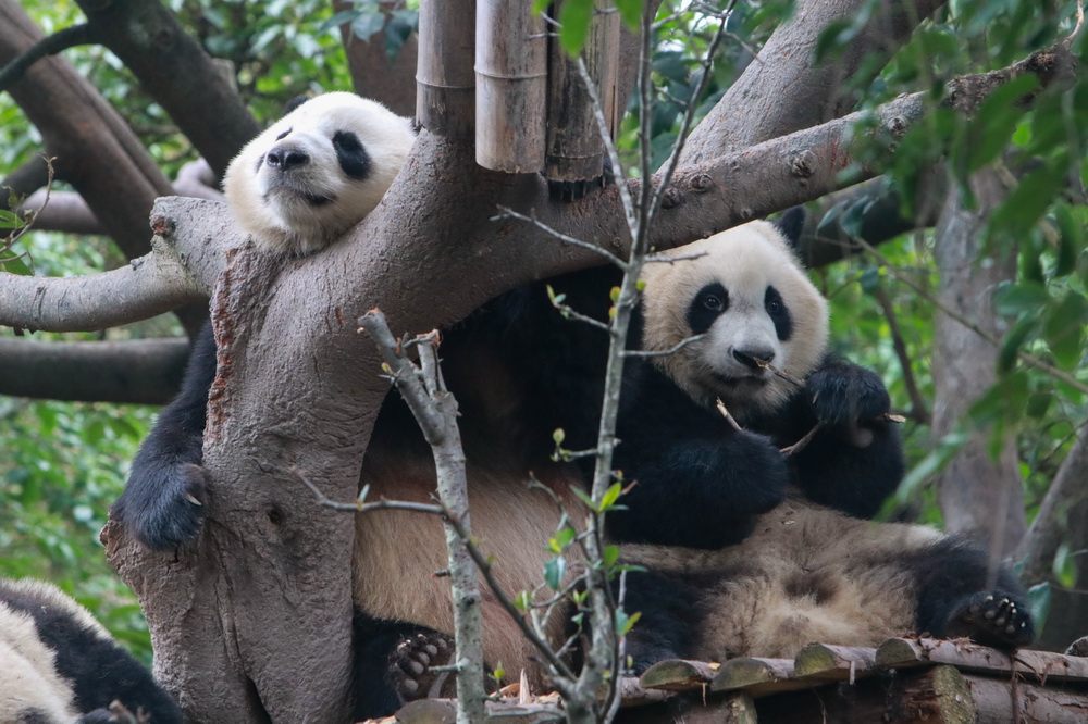 10月27日在成都大熊貓繁育研究基地拍攝的大熊貓。