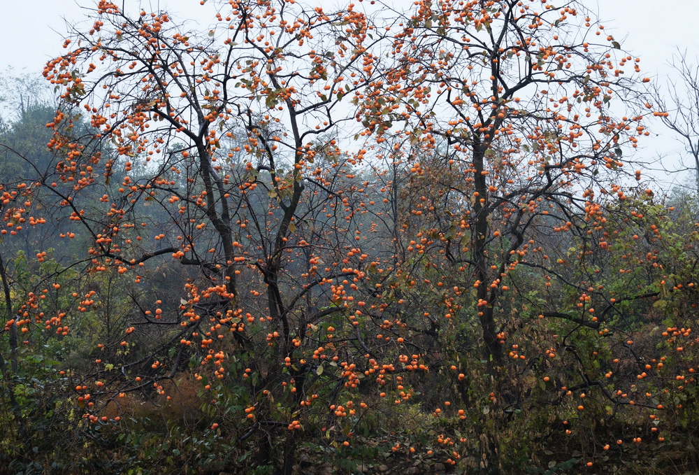 10��27����ƽ½����Ȫ�����������������