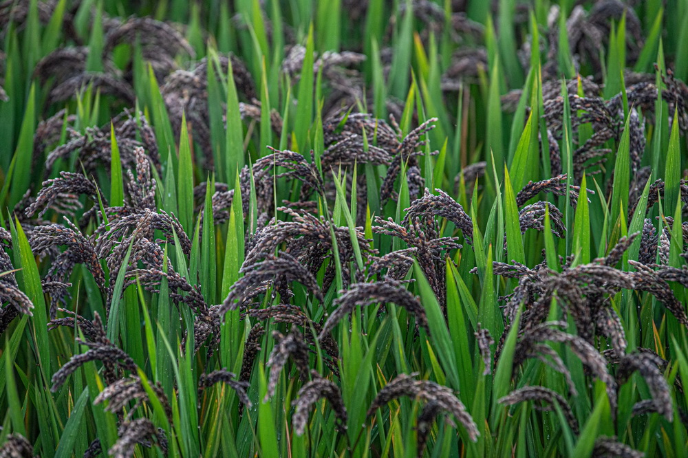 ����10��29������ĶŻ��´���ֲ����Ŵ18��ˮ�����롣