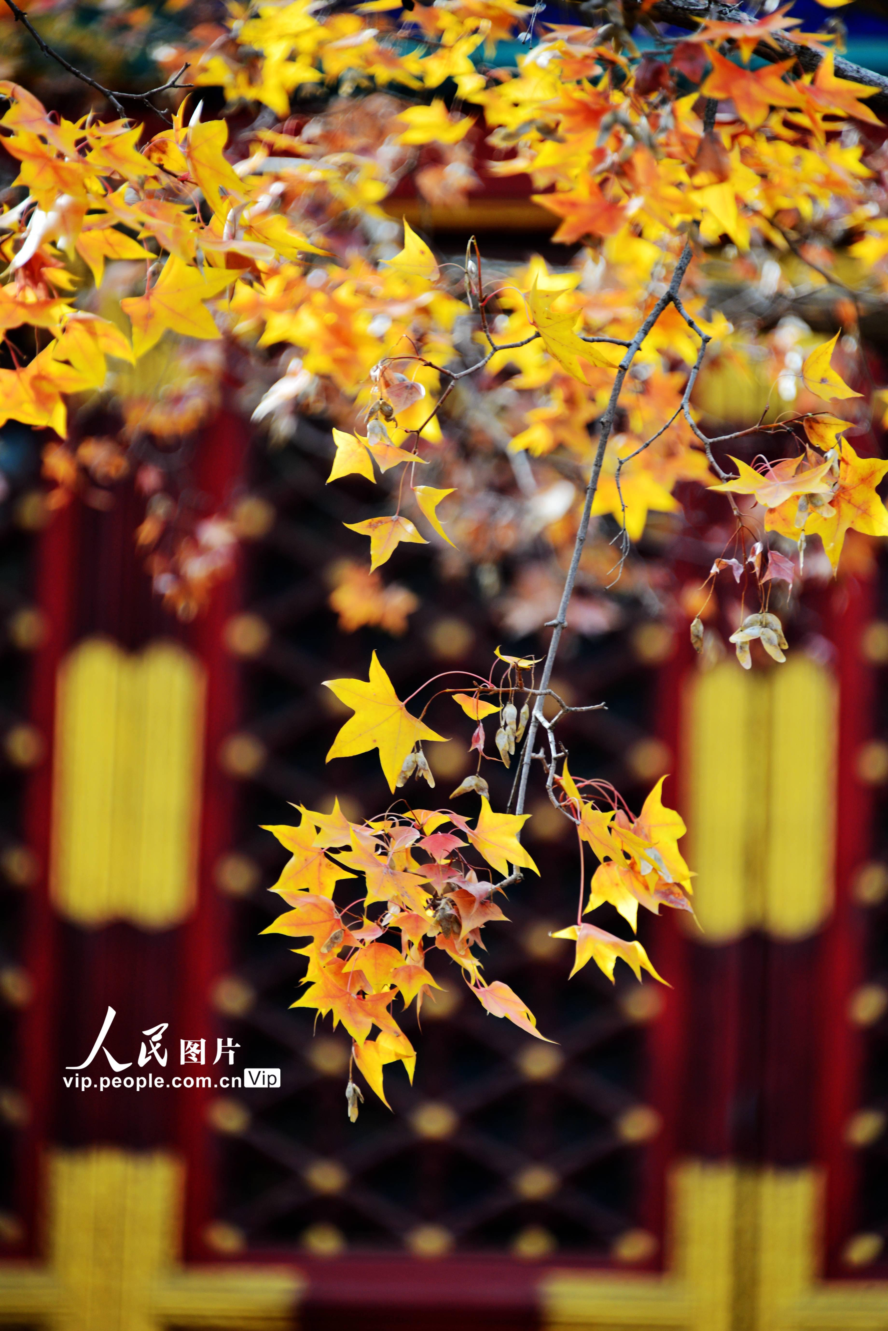 看红叶何须去北京香山，韩城香山满山红叶惊艳来袭！