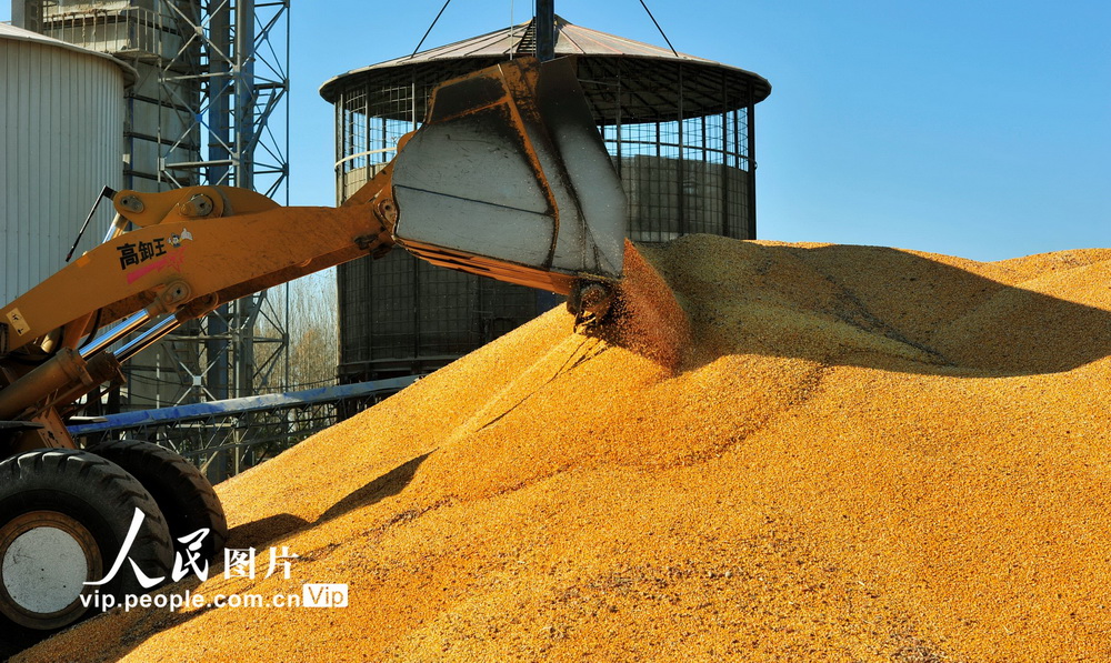 11��2�գ������ջ�ʱ�ڣ���ֲ������æ����ɹ�������������ʳ��