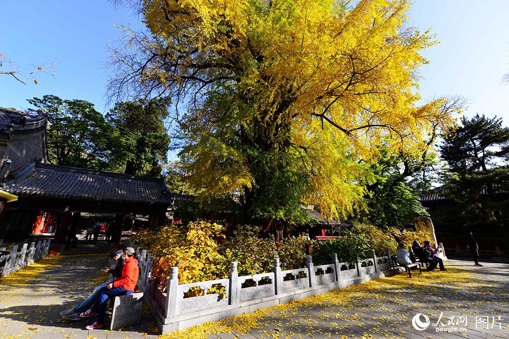 2020年11月2日，北京潭柘寺內的千年帝王銀杏樹。