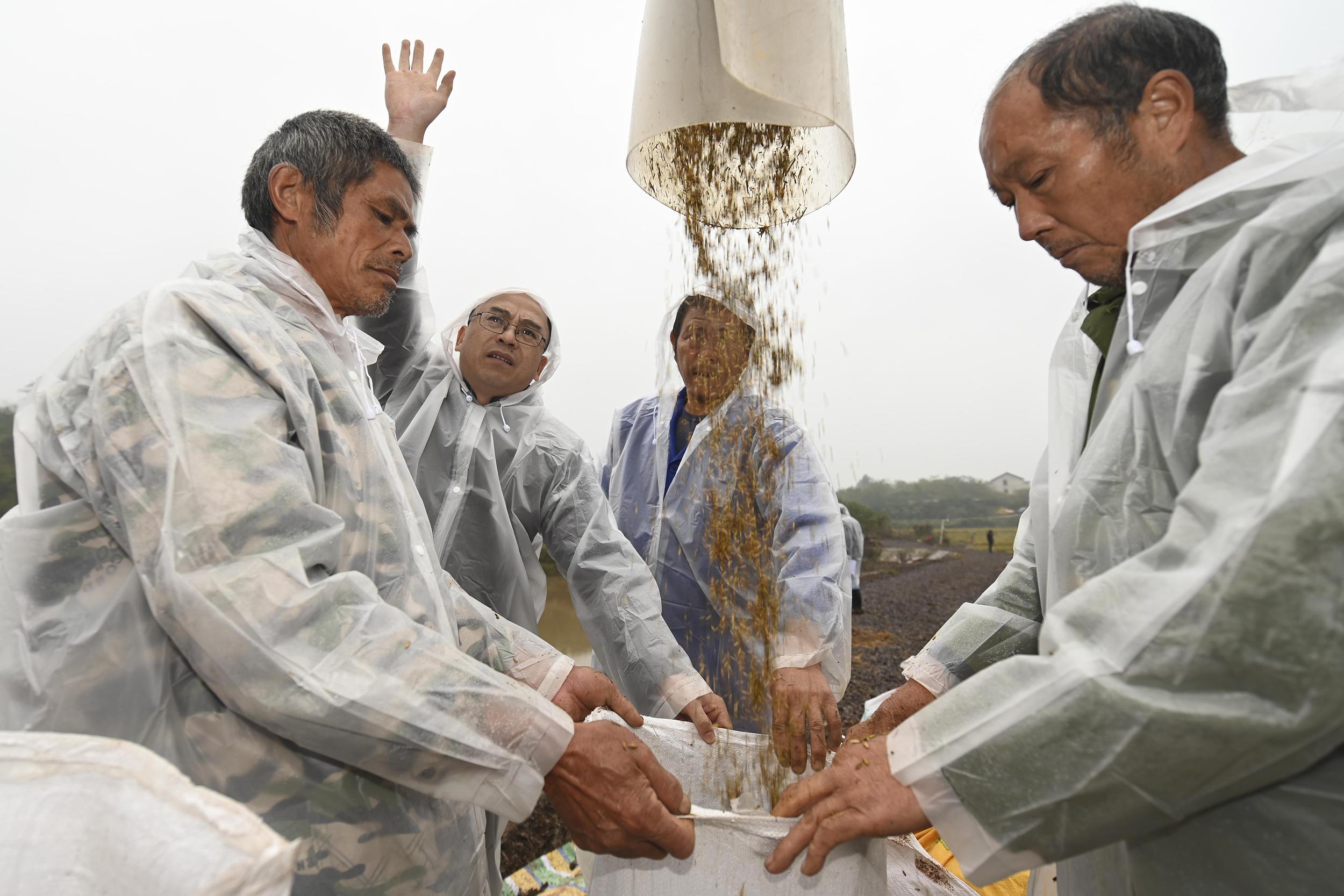袁隆平團隊第三代雜交水稻雙季稻畝產超3000斤