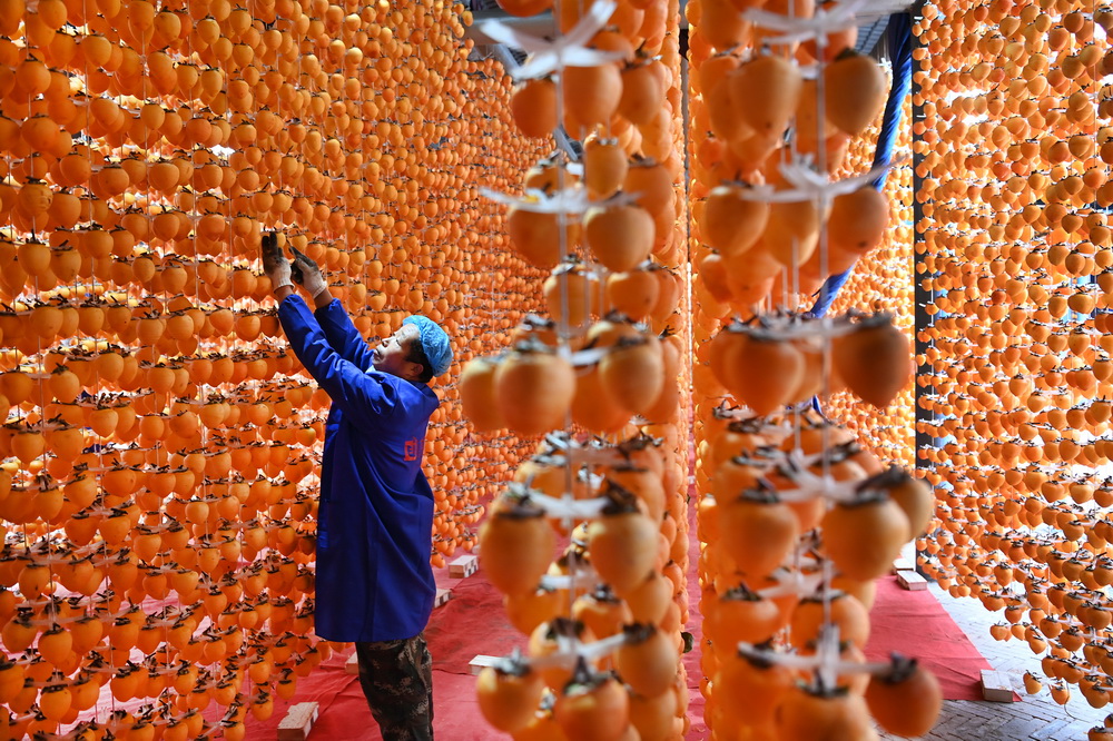 11月3日，村民在富平县天玺农业小镇的社区工厂为上架的�{子清理果面。