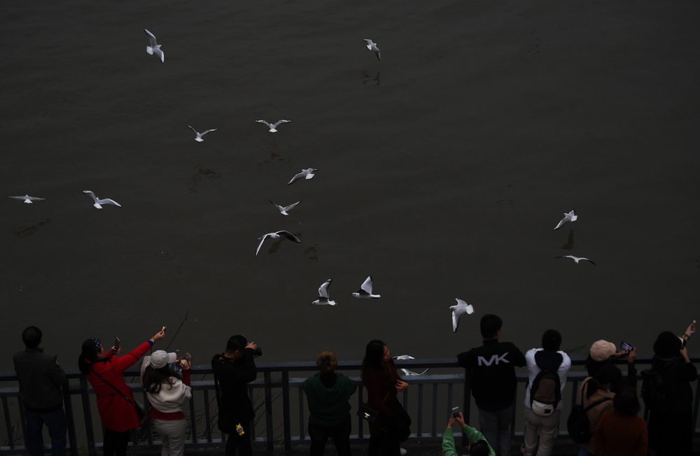 11��5�գ����������쵯��ʯ��ͷ���ͺ���Ÿ��