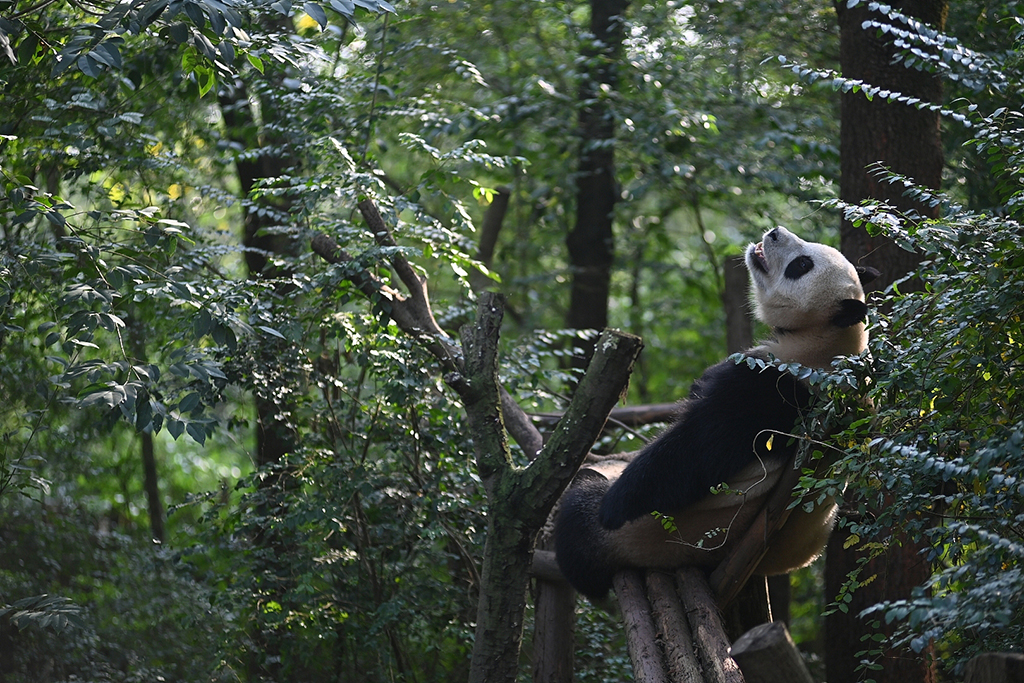 成都周末迎暖陽 大熊貓陽光裡撒歡爬樹秀技能