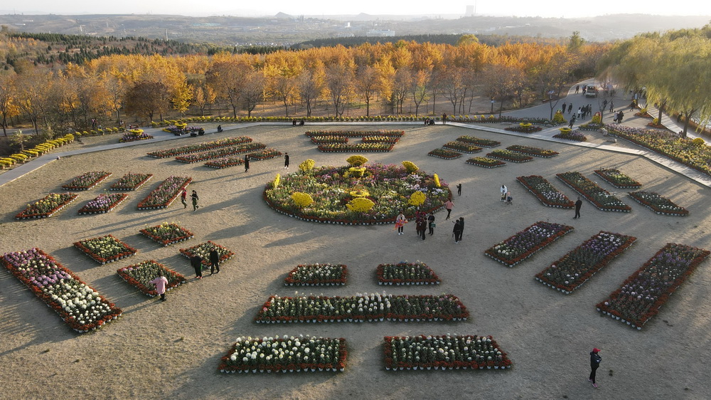 11月8日，游客在沙河市白塔镇栾卸村菊花园游览（无人机照片）。