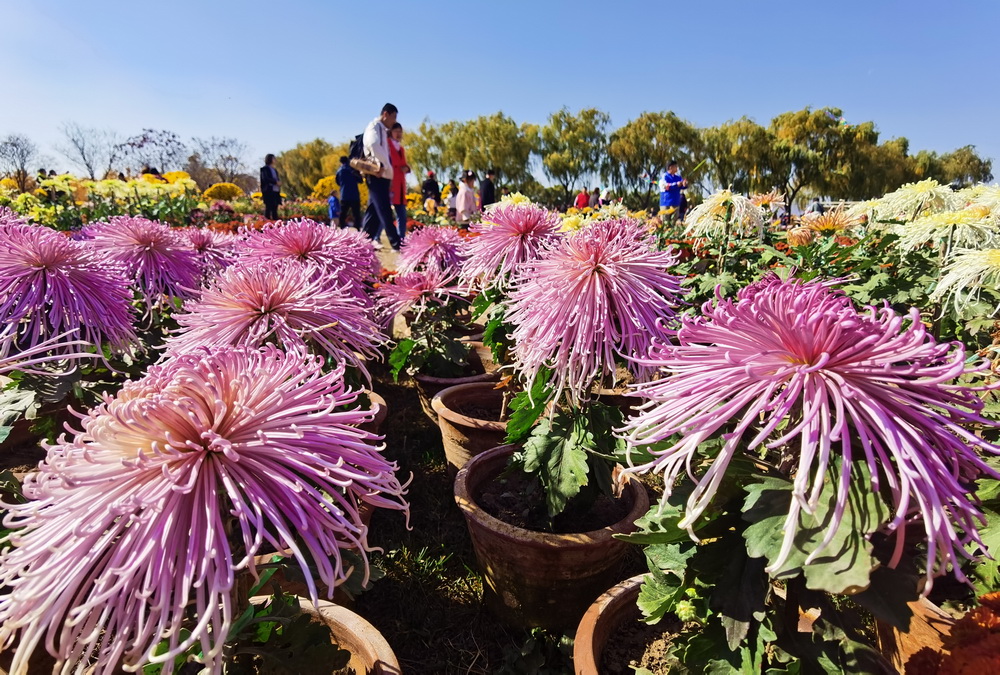 11月8日，游客在沙河市白塔镇栾卸村菊花园游览。