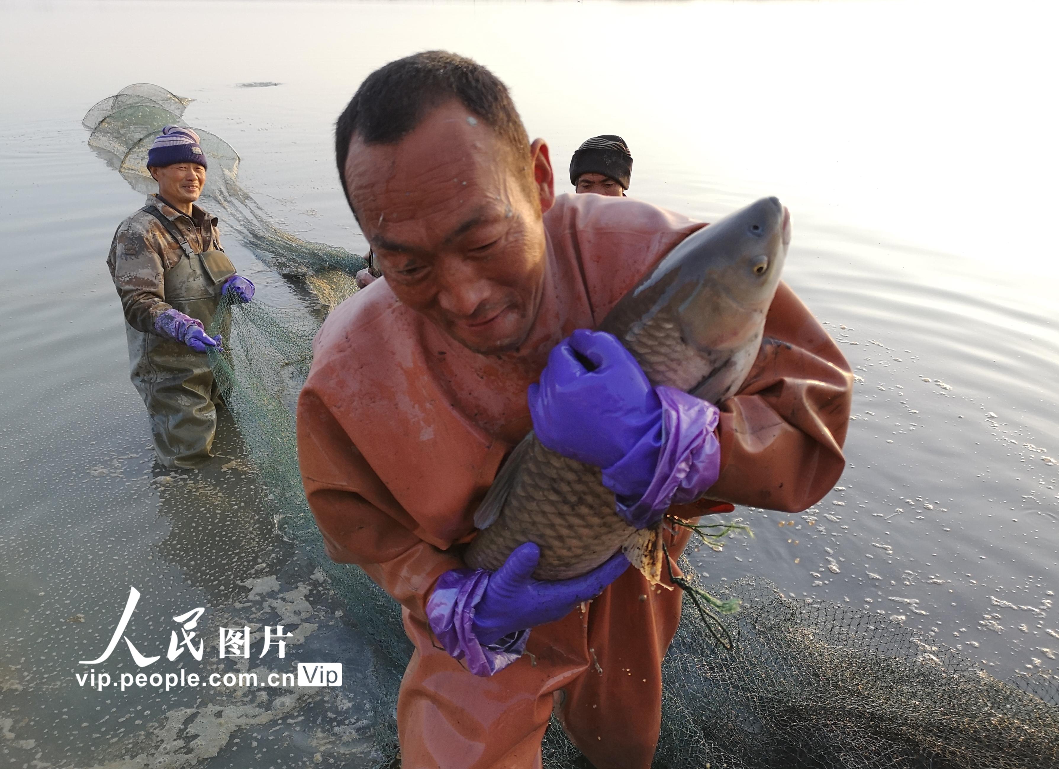 甘肃临泽：农民养鱼助力增收【3】