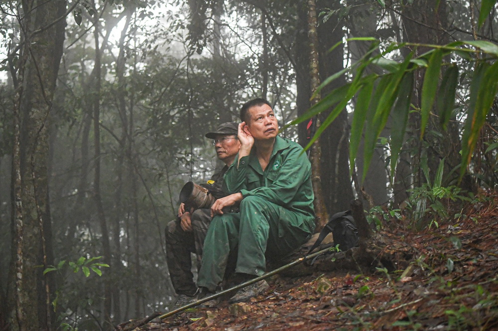 11月16日清晨，調查人員在海南霸王嶺熱帶雨林中監聽海南長臂猿鳴叫，希望根據猿聲找到海南長臂猿。