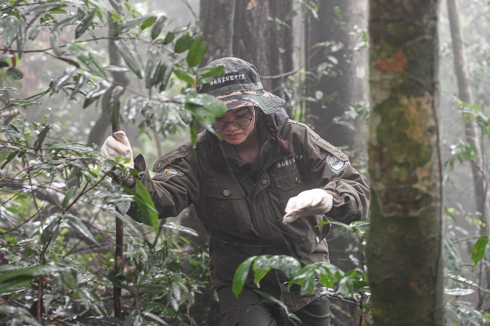 11月16日，調查人員在海南霸王嶺的熱帶雨林中尋找海南長臂猿猿食植物樣本。