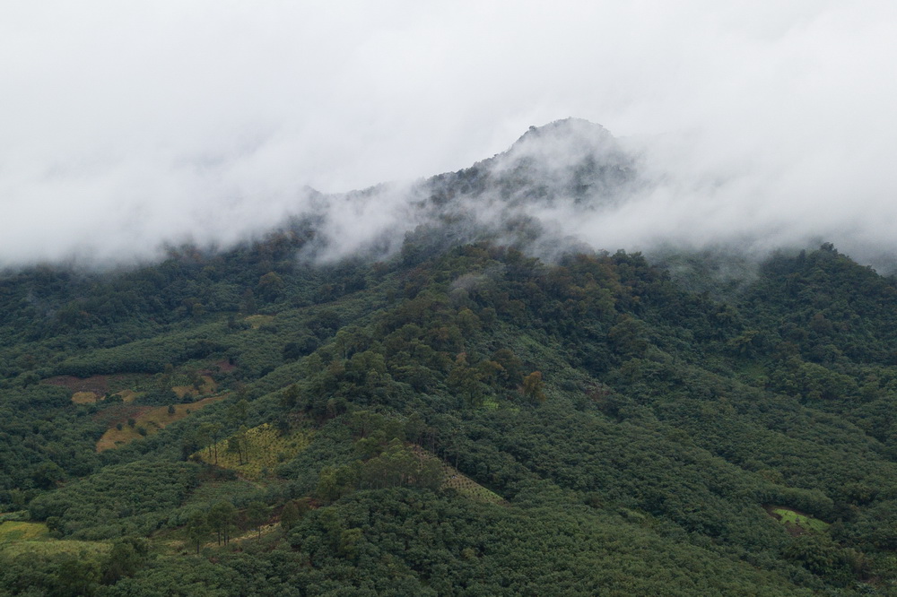 11月15日在海南霸王嶺拍攝的一處有海南長臂猿棲息的熱帶雨林（無人機照片）。