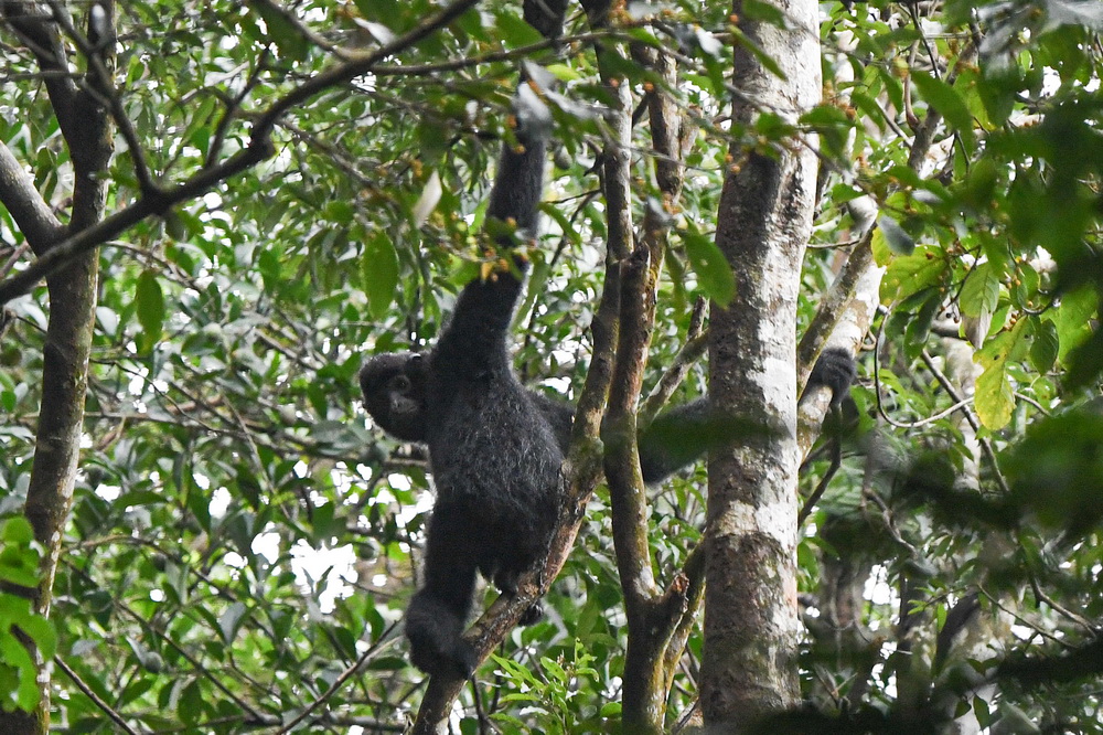 11月12日在海南霸王嶺熱帶雨林中拍攝的海南長臂猿。