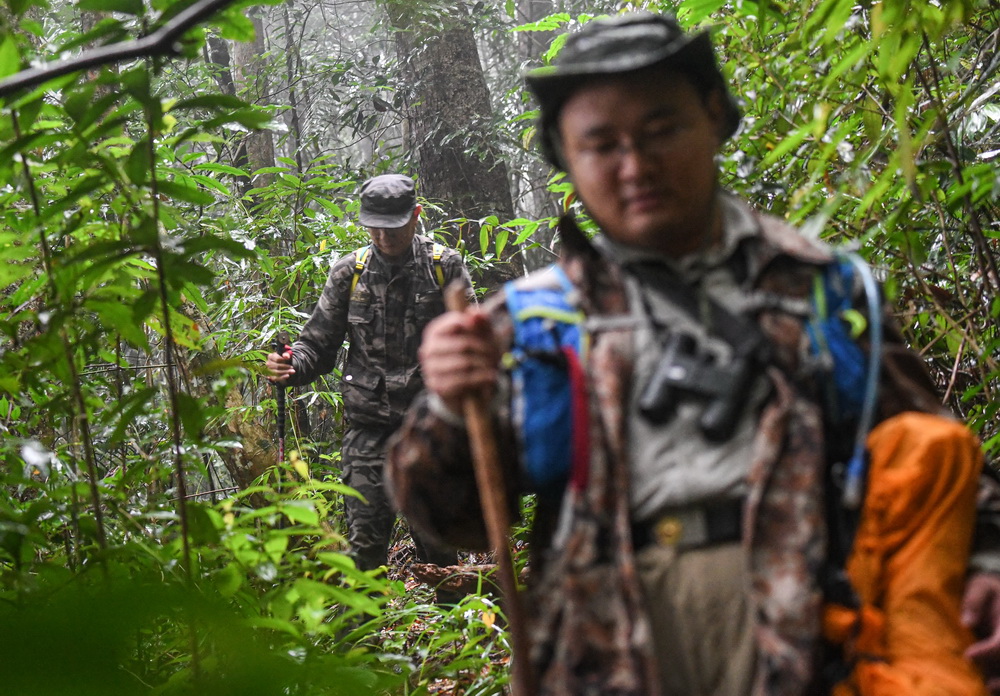 11月16日，參與海南長臂猿大調查的工作人員在海南霸王嶺的熱帶雨林中行走。