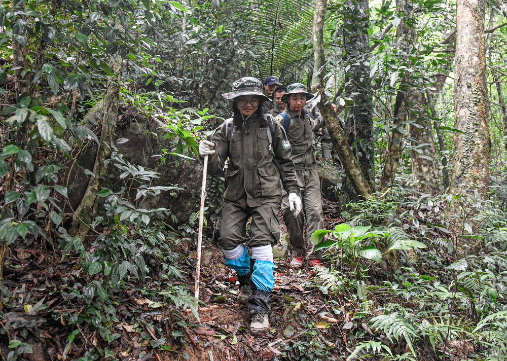 11月12日，參加海南長臂猿大調查的工作人員在海南霸王嶺的熱帶雨林中行走。