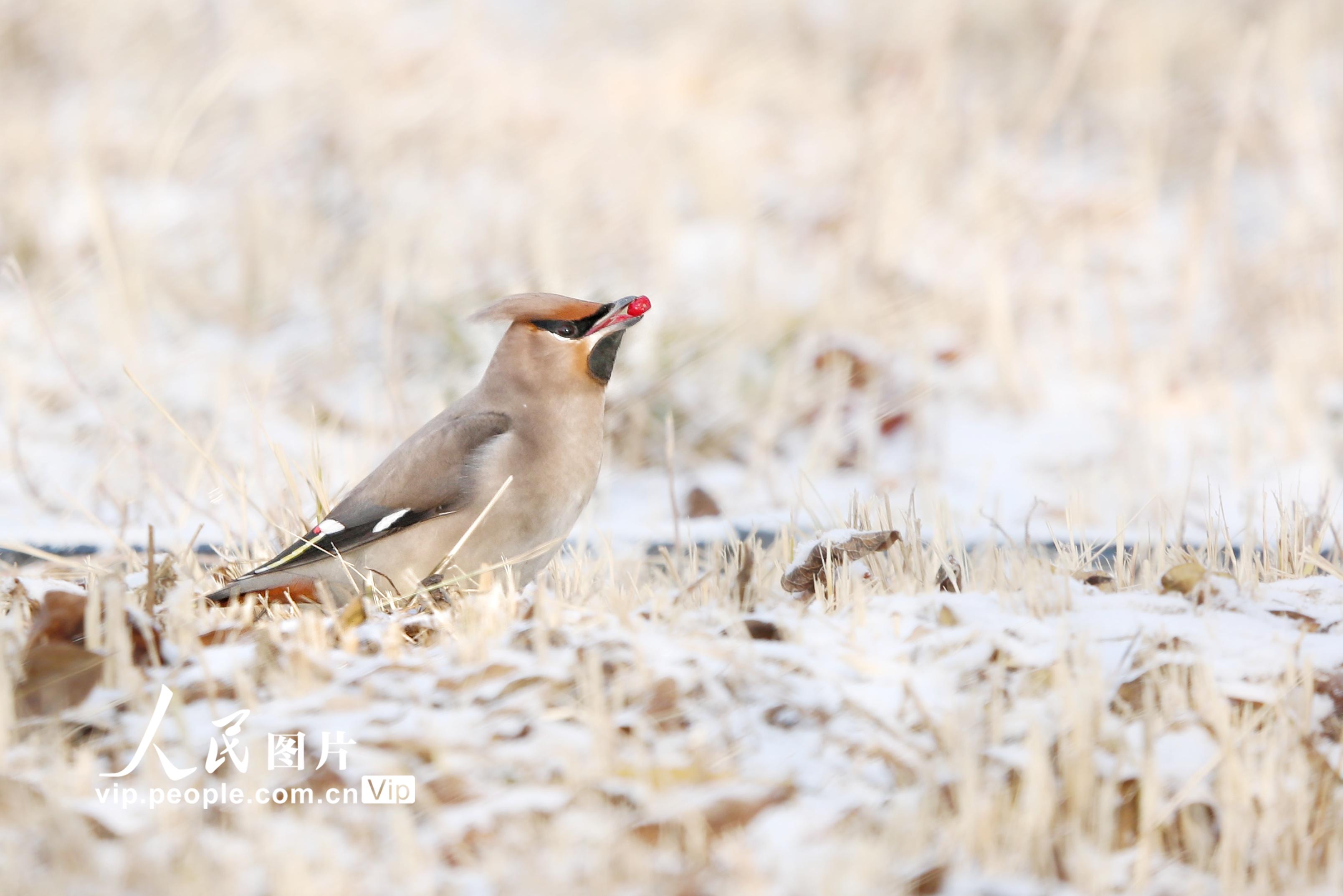 ������Ҵ��̫ƽ����ʳ����12��