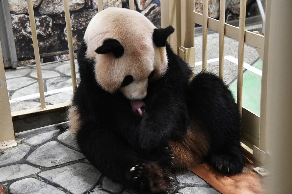11月22日，在日本和歌山縣，大熊貓良浜抱著雄性熊貓寶寶。