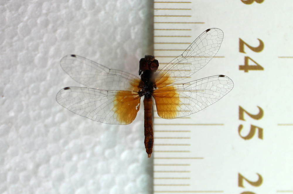 这是在四川发现的目前已知的世界最小蜻蜓个体（10月16日摄）。