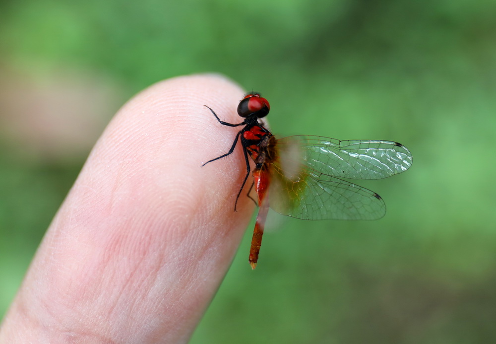 这是在四川发现的目前已知的世界最小蜻蜓个体（10月2日摄）。